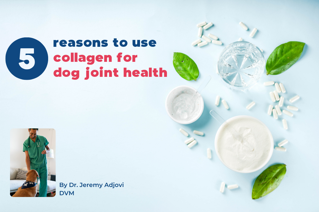 5 reasons to use collagen for dog joint health