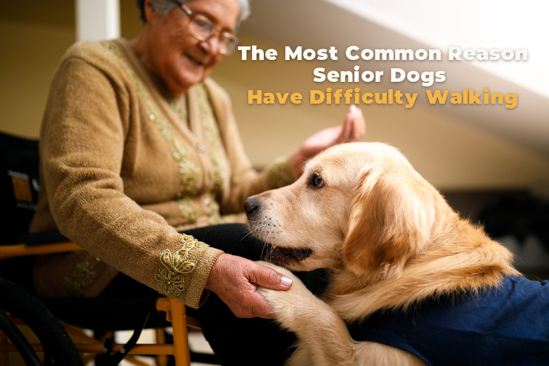 The most common reason senior dogs have difficulty walking