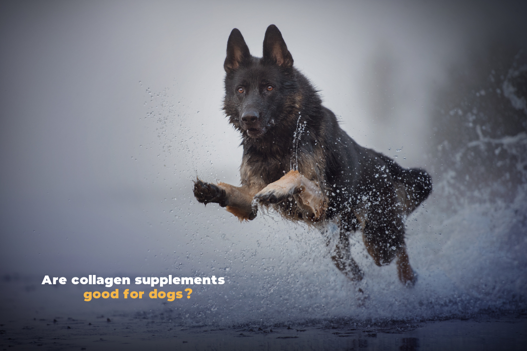 Are collagen supplements good for dogs?