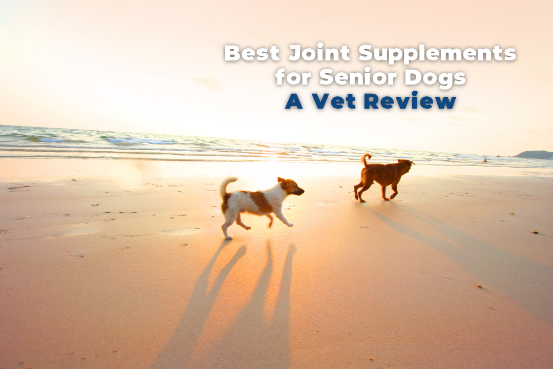 Best Joint Supplements for Senior Dogs - A Vet Review