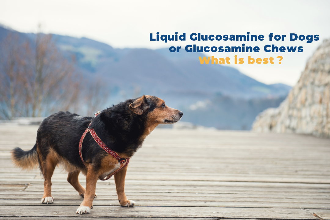 Liquid Glucosamine for Dogs or Glucosamine Chews - What is best?