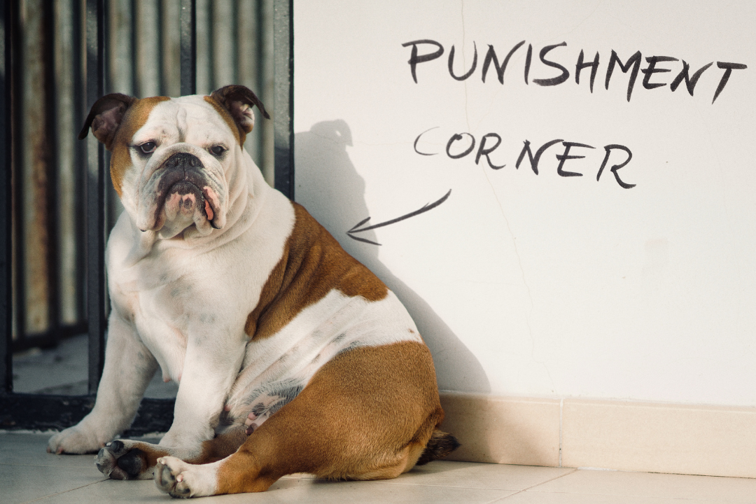 How to punish your dog properly and in a positive way