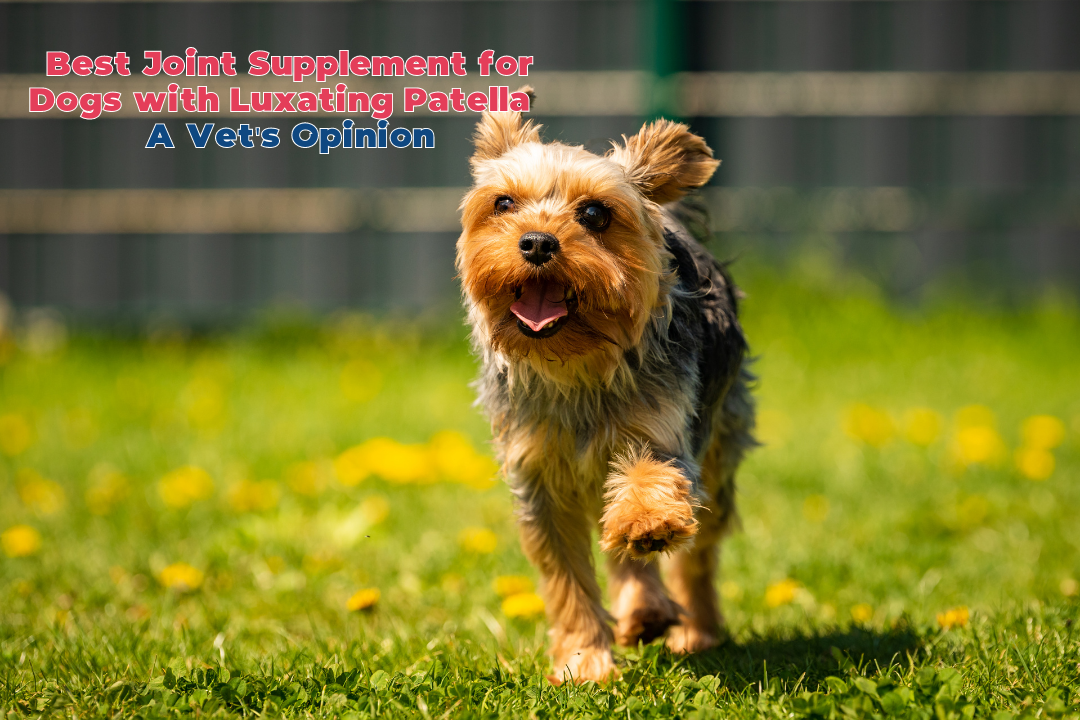 Best Joint Supplement for Dogs with Luxating Patella - A Vet's Opinion