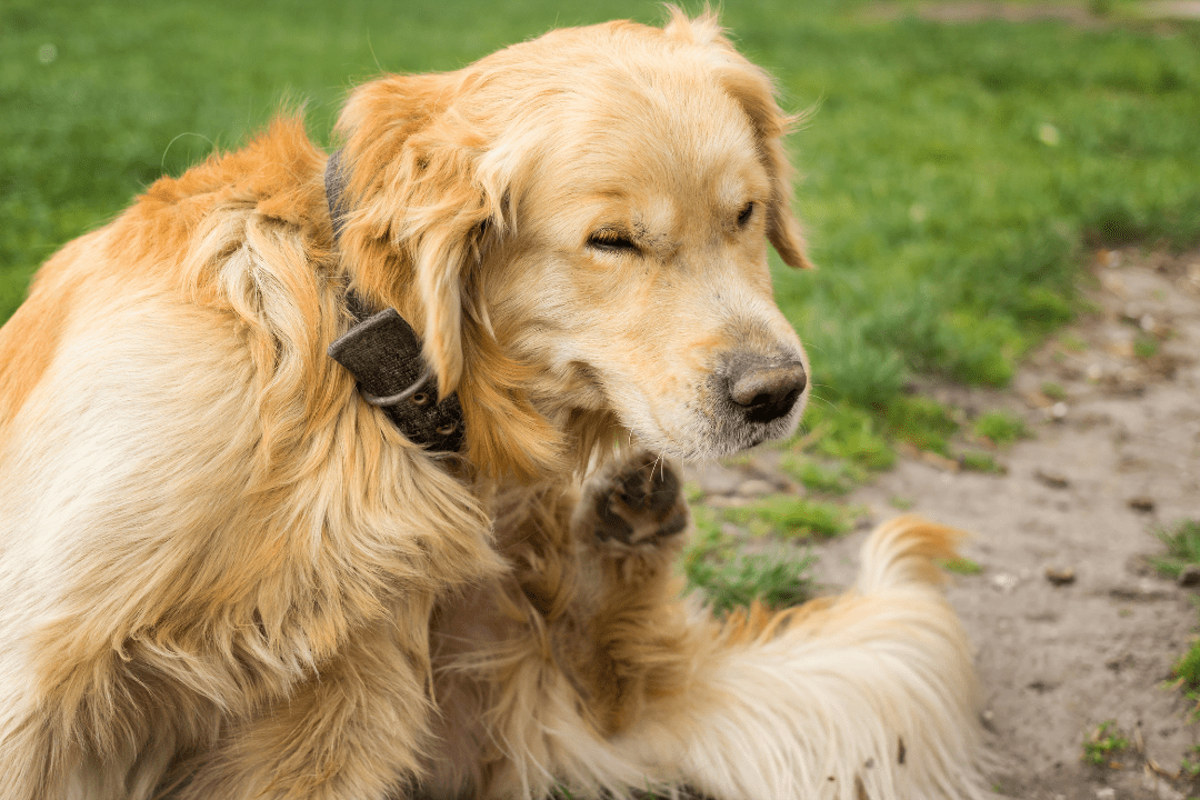 4 reasons why you should treat against fleas