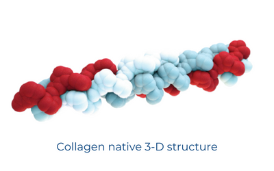 3D molecule of collagen