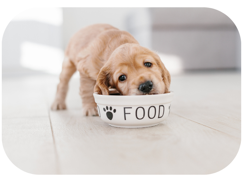 Quality petfood brands are needed for puppies