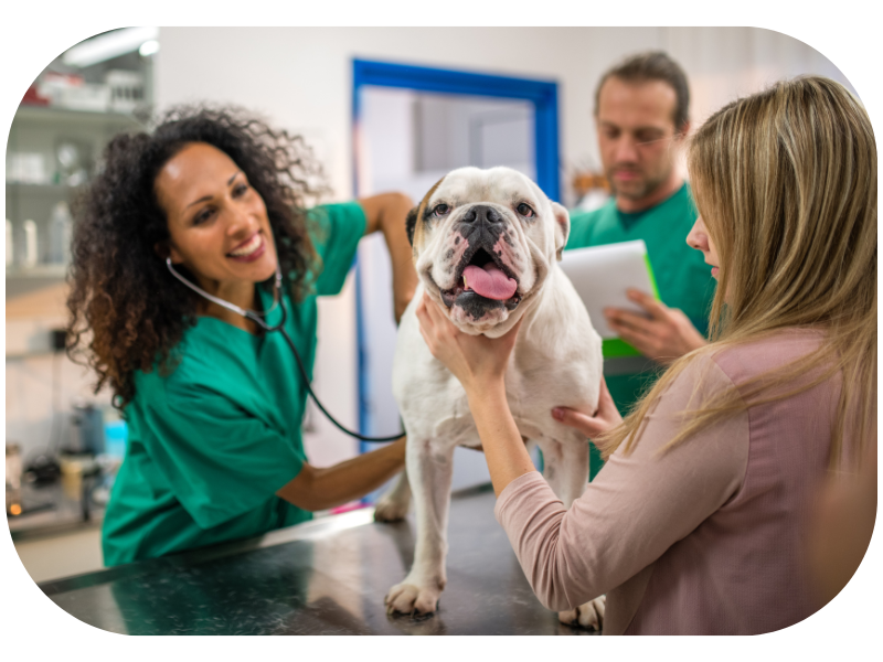 Partner with your veterinarian to help your old dog