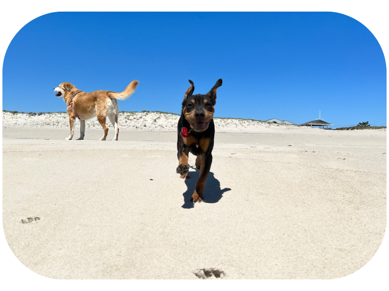 A photography of a dog running towards us on the beach during the fall