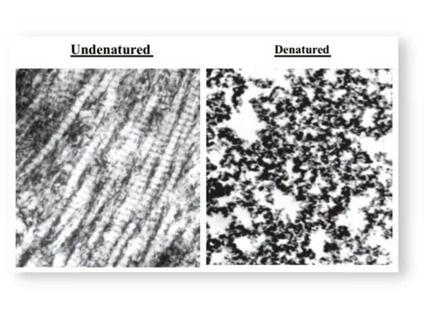 Collagen for dogs: undenatured and hydrolyzed structure