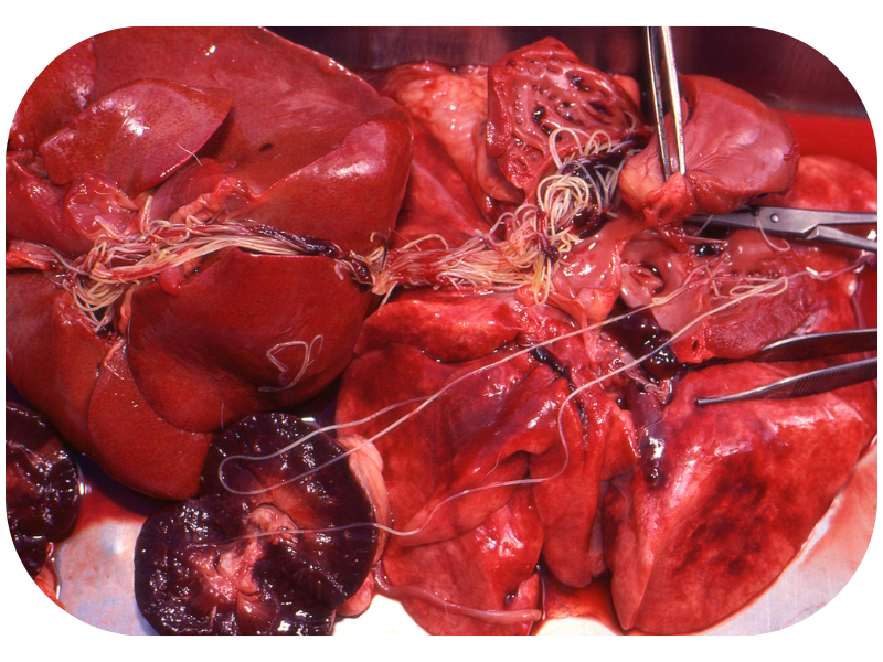 Explicit - Photo of heartworms in a dog