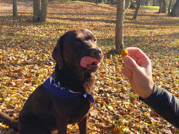 Best turmeric dog joint chews