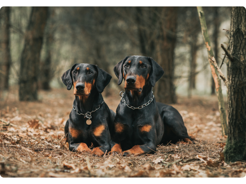 Doberman are at risk of Wobbler syndrom