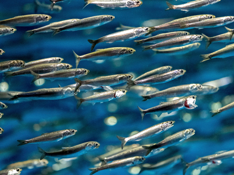 Natural omega-3 oil from anchovies