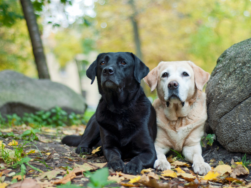 Hip and joint supplement for labradors