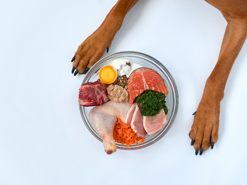 Dog raw food and balanced nutrition is part of a holistic approach