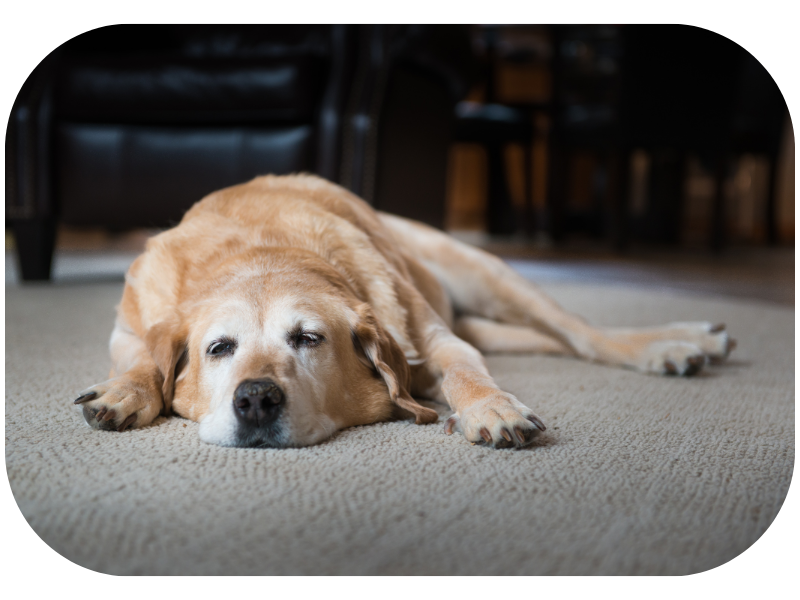 A tired dog because of arthritis