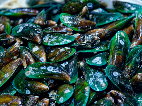 Green lipped mussels for Pembroke Corgis