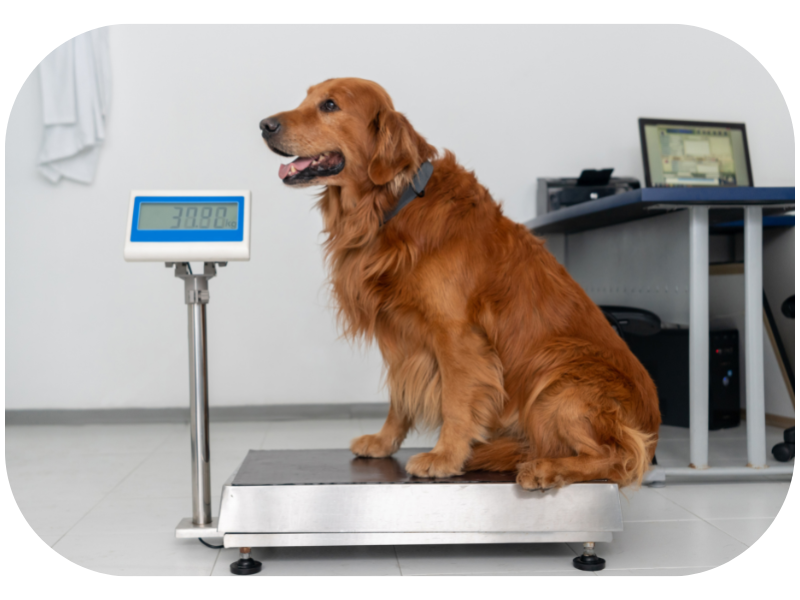 Manage your senior dog weight to keep him healthy