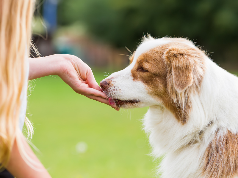 Glucosamine chews for dogs are easy to give