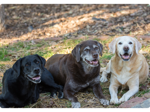 Hip and joint for Senior labradors