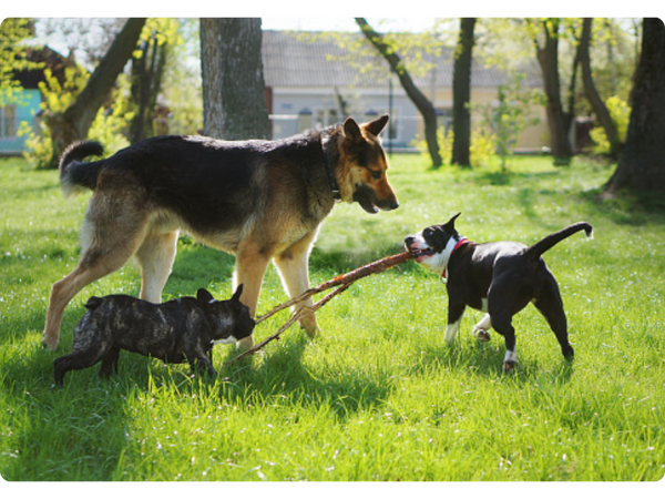 French German shepherd and other dogs