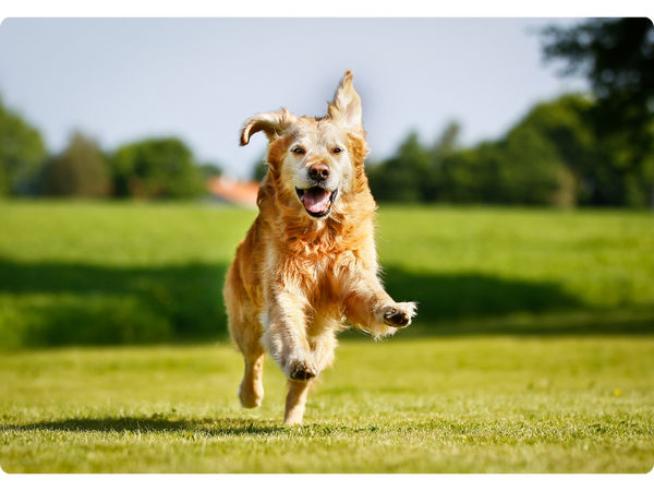 Relieve joint pain for golden retrievers