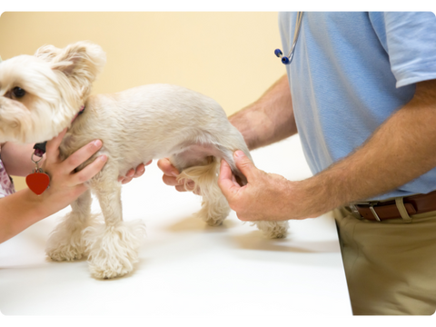 Luxating patella in young dogs