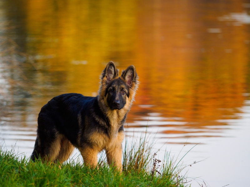When should I start dog joint supplement for my german shepherd?