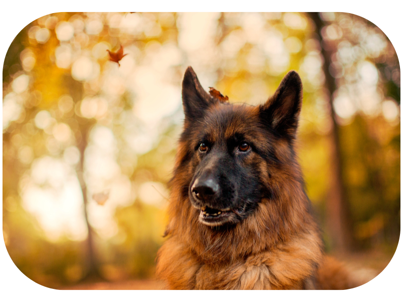 Tips to take beautiful photos of German Shepherd dogs