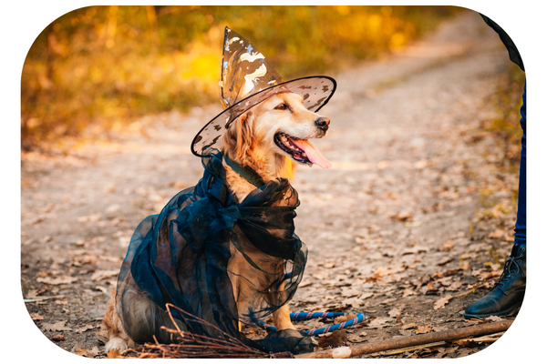Simple dog costume are the best to begin with for Halloween dog parades