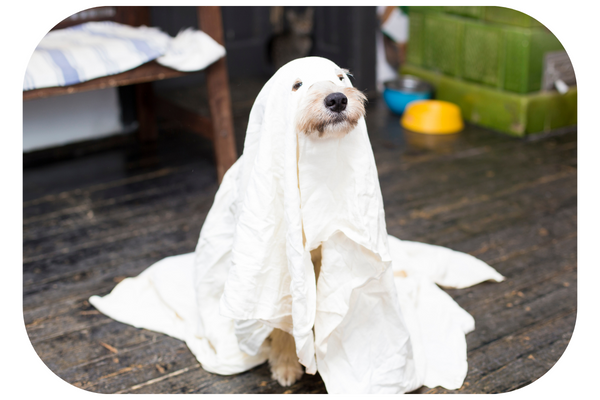 Halloween dog costumes without stress
