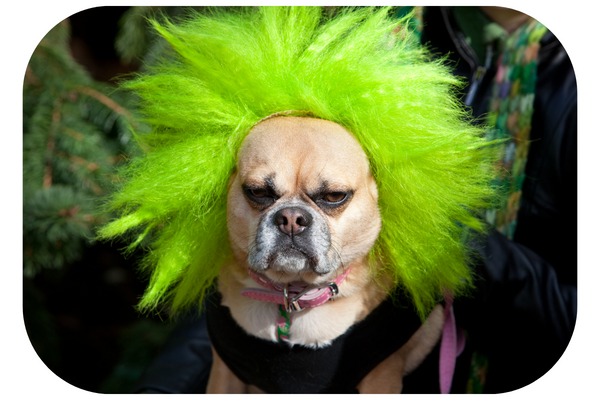 Dog Halloween costumes with green hairs