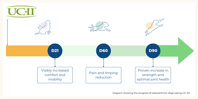 Undenatured type II collagen efficacy on dogs