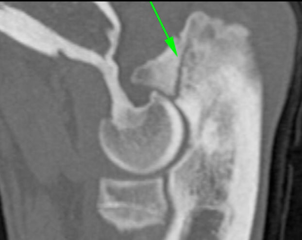 A profile CT image of a dog elbow in a flexed position, showing joint incongruity