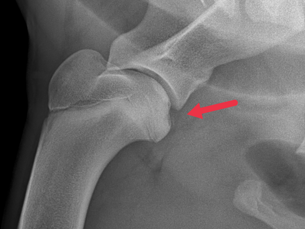 OCD osteochondrosis of a dog's elbow