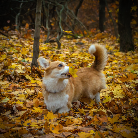 Origin and History of Corgi