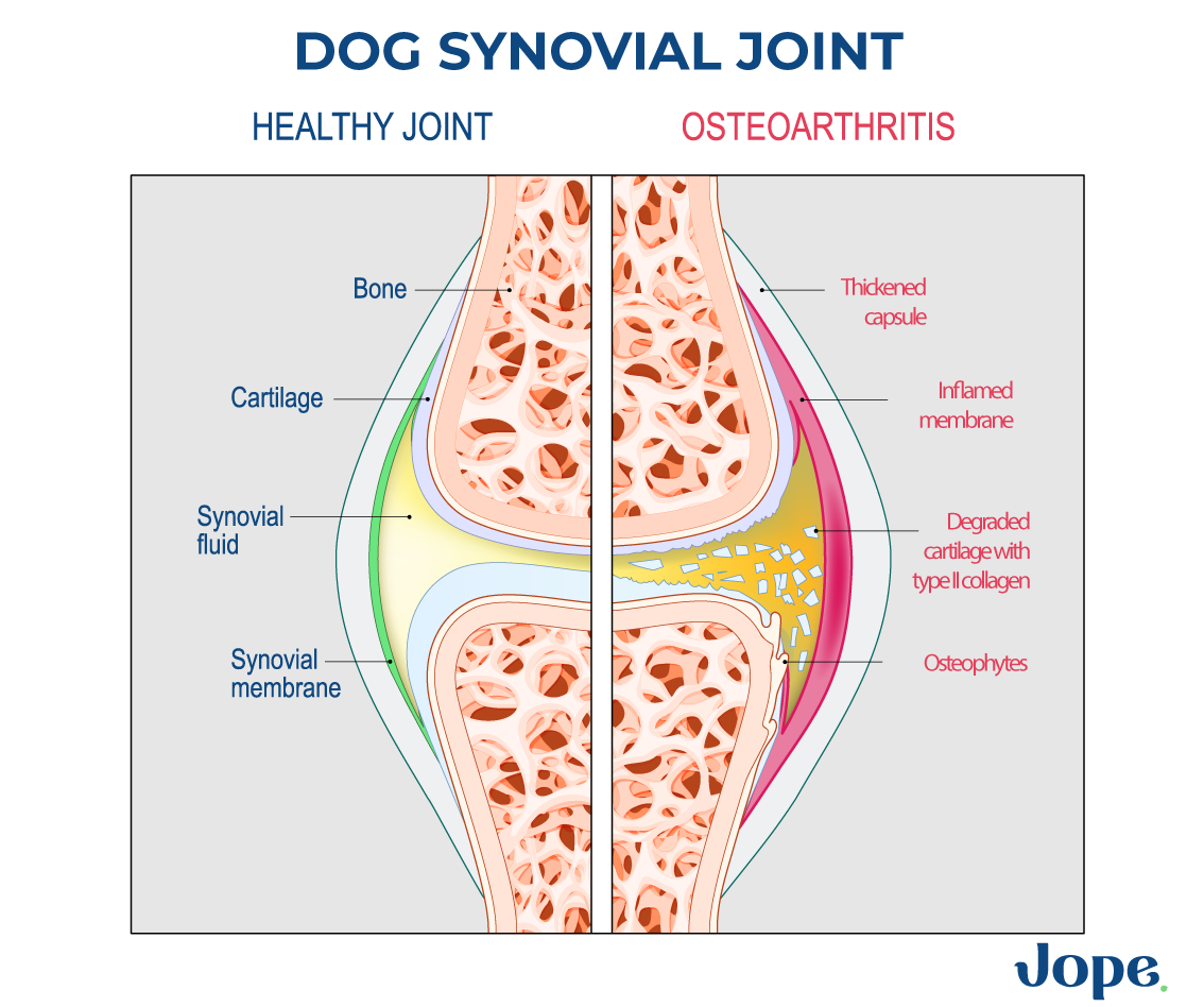 Dog normal joint and dog arthritic joint comparison