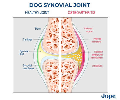 Old dogs may face joint problems