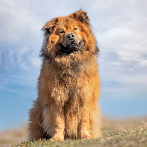 Physical Characteristics of Chow Chow