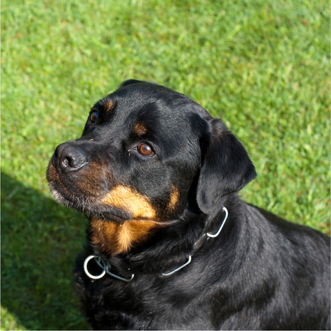 Physical Characteristics of Rottweiler