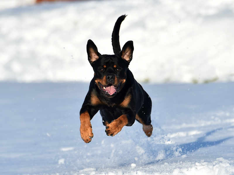 Puppy rottweiler might need joint supplement