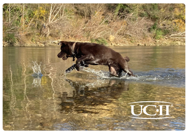 UC-II collagen is clinically proven to relieve arthritic dogs like Labradors
