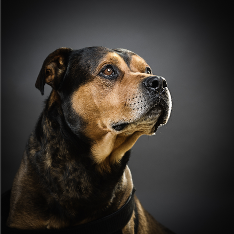 Temperament and Personality of Rottweiler