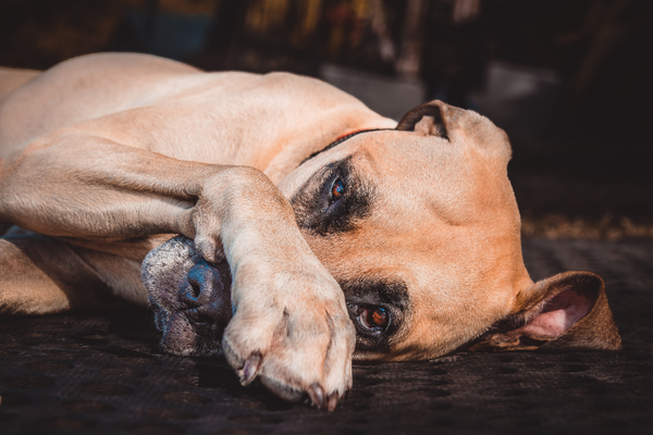 A tired dog that might have mobility issue or suffer from depression.