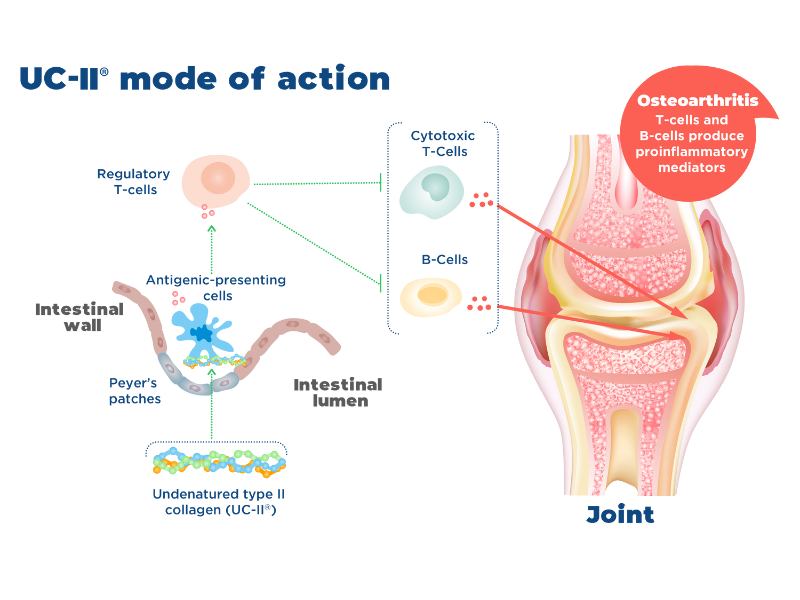 How Undenatured type II collagen works on dog's joints? Mode of action