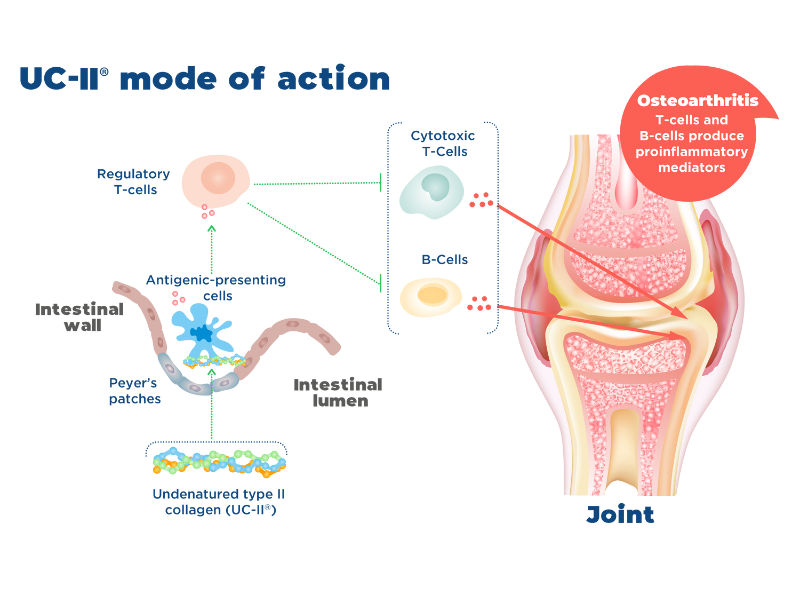 Jope UC-II mode of action for dogs