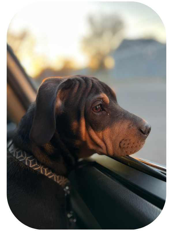 A close up photography of a puppy during the sunset of the fall season