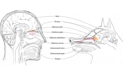 Vomeronasal organ (Jacobson organ) in dogs