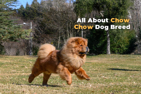 chow chow for dogs