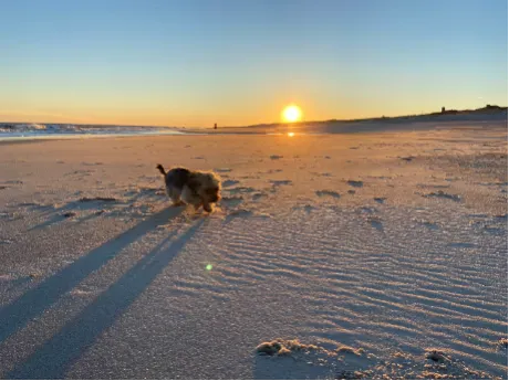 dog excercising on the beach